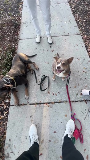 Walking past another dog shouldn’t feel like a fight. This client’s dog started off barking lunging the second we got close — classic leash reactivity. In just a few minutes of coaching, we changed the picture: ✅ clearer leash handling ✅ structure accountability ✅ give the dog a job (sit/heel) ✅ reward calm / interrupt the explosion Now both dogs can sit side-by-side with zero reaction. Reactivity isn’t “who your dog is”… it’s a pattern your dog has practiced. And patterns can be replaced. 💘 Va