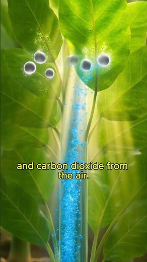 How Do Plants Survive Without Eating? 🌱 The Secret of Photosynthesis! #shorts #science