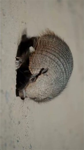 Armadillos Can Roll Into a Near Perfect Ball