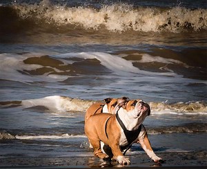 Compassionate Pet Care | Palm City, FL | Martin Animal Clinic