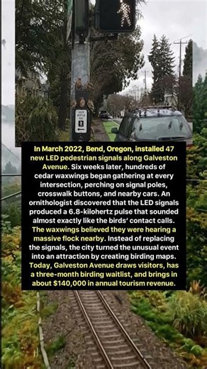 A Traffic Signal That Called the Birds