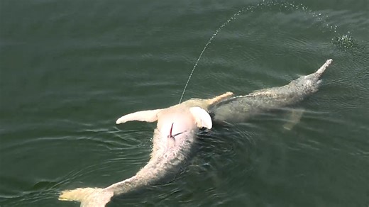 Wild video captures Amazon river dolphin urinate in the air nearby another dolphin