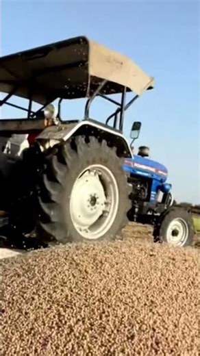 Gram Harvesting at Farm | Harvesting of Gram #trending #shorts #viral #viralvideo #agriculture #farm