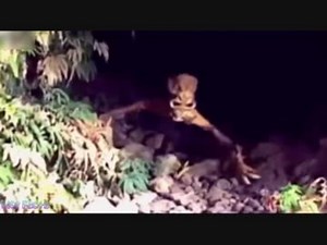 【衝撃映像】UMA(未確認動物)の映像集