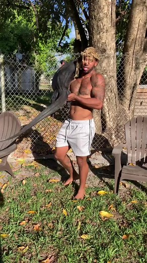 59K views · 704 reactions | Just pure excitement working with a Dream lizard of mines ! Pure obsession over the years ......as you can see  I get like a weird little kid about the things I love the most 路‍♂️ - - - - - - #snake #lizard #toucans #reptilelover #snakes #gecko #pet #animals #nature #lizards #pets #animal | The Real Tarzann | Facebook