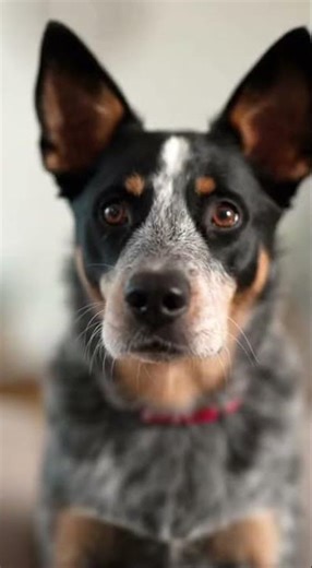 Two dogs One secret And a very awkward silence #puppy