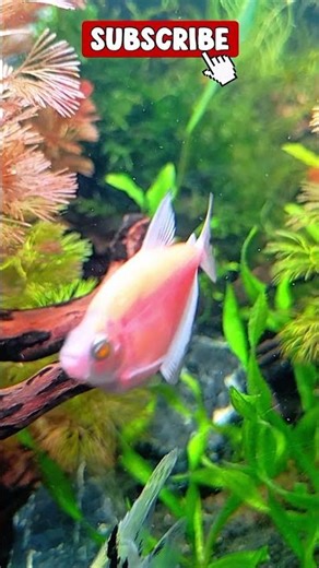 🐠 Relaxing Fish Tank Short | Aquarium Meditation Clip