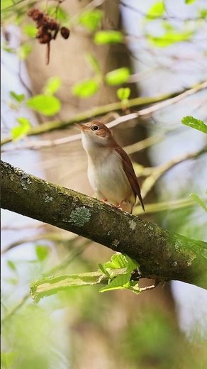 So singt die Nachtigall - Vogelstimmen lernen #Nachtigall #Vogel