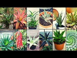 ALOE VERA VARIETIES - Plants Weekly