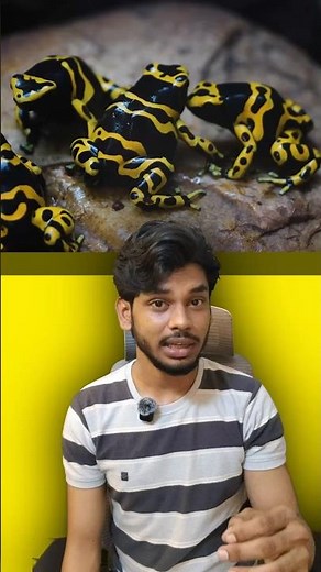 The poisonous dart frog. #facts