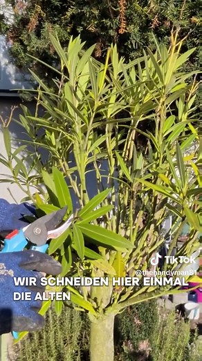Oleander Pflege: Schnitt und Dünger für gesundes Wachstum