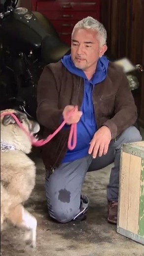 Watch Cesar’s Pack Leader TV, my brand-new channel on Rakuten TV