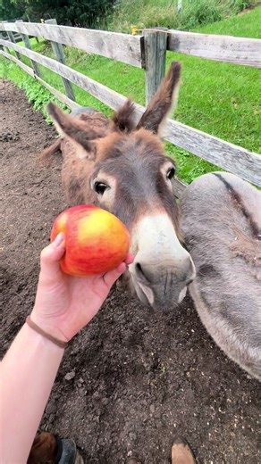 He’s the sweetest #equestrian #donkey #minidonkey