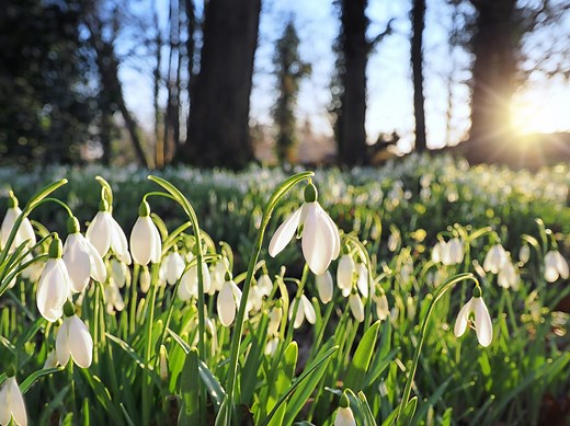 19 best places to see snowdrops in the UK