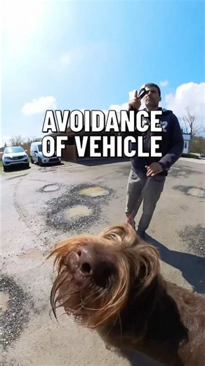 This Labradoodle Wouldn’t Enter The Vehicle - Then This Happened. Montreal Dog Trainer Family K9