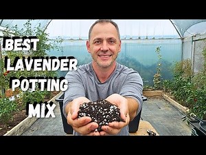 How to grow Lavender in containers!