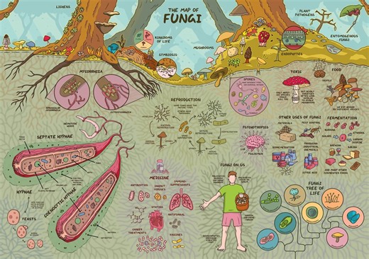 The Fascinating Map of Fungi