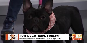 Furever Home Friday: Cane