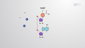 Video: Portadores de electrones