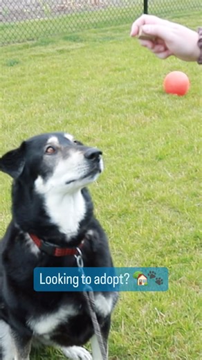 Today kicks off the Ontario SPCA and Humane Society’s Spring adoption event! Today and tomorrow, adoption fees are reduced by 20% at our animal centres across the province. Now is the perfect time to adopt if you’ve been thinking about welcoming a new furry family member. Visit the link in our bio to learn more about our adoption fees and view our animals available for adoption! | The Ontario SPCA and Humane Society