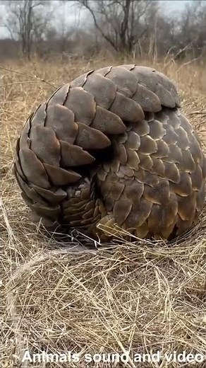 Pangolin video - YouTube