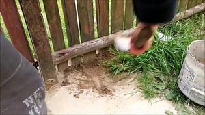 Live Mole Digging Caught On Camera