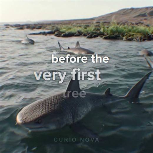 Ancient Sharks: Nature’s Ultimate Survivors 🦈