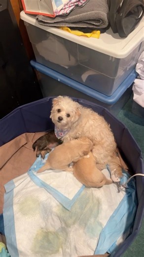 My Dog Nursing Her Puppies 🐾💔 | Sweet Mama Cloud Moments