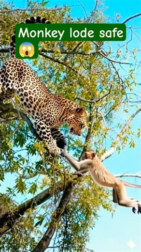 leopard Attacks a Monkey 🐒, But the Clever Monkey Escapes Safely