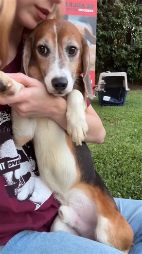 Beagle Freedom Project on Instagram: "Looking to find an adoptable pup who perfectly fits your family and home — all in a modern, convenient way? Check out @thecloverapp ✨ Who needs a dating app to find a human best friend when you can use Clover to find someone who’ll actually give you unconditional love? You can now find all of the Beagle Freedom Project dogs on Clover, see who you’re most compatible with, and apply right from the app. From there, it’s the first step toward a brand-new life wi