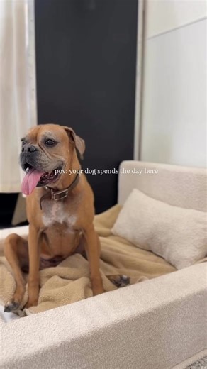 at Bailey’s Ranch, we intentionally designed a low-stress, structured setting. no overcrowding, no chaos, no overstimulation. just calm leadership, thoughtful groupings, and personalized care for every dog 🐾#baileysranchaz #dogsofinstagram #dog #doglife #doglover dogs dogoftheday doggydaycare dogboarding dogdaycarelife doghotel calmdog upperwestsidephx peoriaaz peoriaarizona northpeorialifestyle | dog lover | dog life | pet hotel | dog boarding | doggy day care | dog care | funny animals | calm