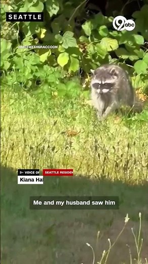 Who is Jimothy? Seattle's viral rotund raccoon takes the Internet by storm