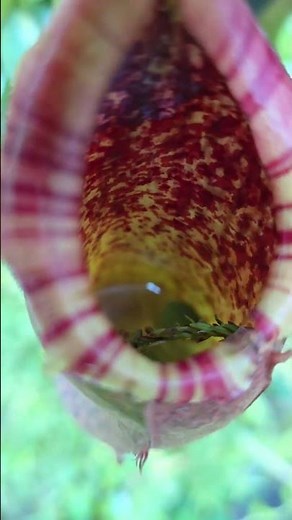 "Pitcher Plant | The Insect-Trapping Wonder 🌿🪰"