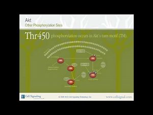 The Study of Akt - Section 1 of 3.mp4