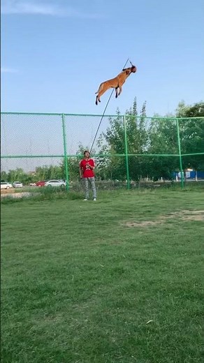 Belgian Malinois Jump Training #dogtraining #shepherd #dogtraining #dog #puppy #malinois jumping