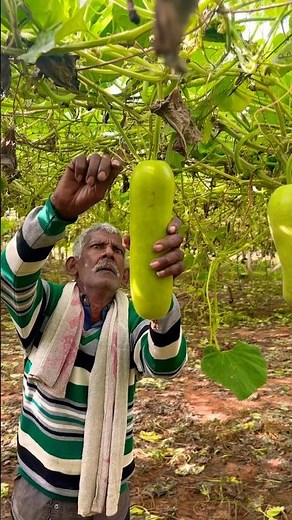 Fresh Bottle Gourd Harvest 🌿🍈 | Morning Lauki Harvesting சோரக்காய் – Sorakkai Harvest 🌿🍈