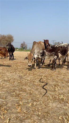 Dangerous attack of a poisonous snake on animals.