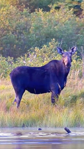 Moose Season in Maine – Close Encounters at Moosehead Lake