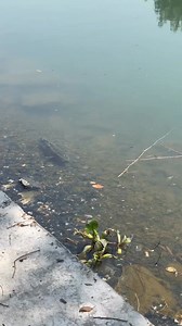 117K views · 742 reactions | Walking right into the trap.#CaughtInTheAct #UnexpectedTwist #OopsMoment | In Zhejiang | Facebook