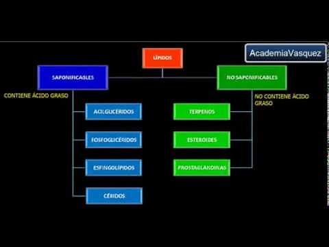 Lípidos: Propiedades, Funciones y Clasificación