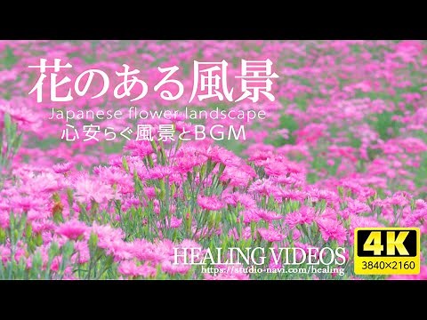 [Healing] Scenery with flowers VOL.2 (6 hours) / Relax and recover your tired mind and body.