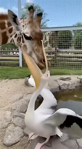 🦩“If it moves, I’ll eat it.” – The pelican motto🦩 #viralvideo#pelicans #funnyanimals#animalmemes
