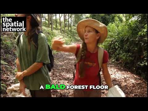 Agroforestry: The Secret to a Thriving Forest Ecosystem #shorts