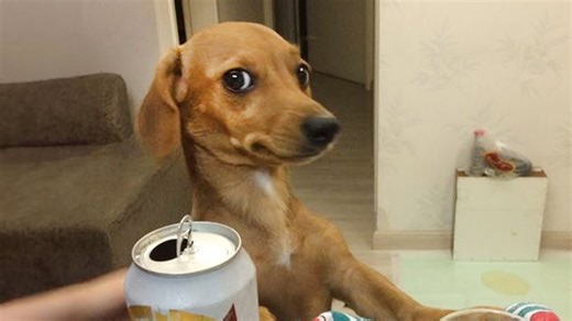 A dog’s dramatic antics will brighten even the dullest days