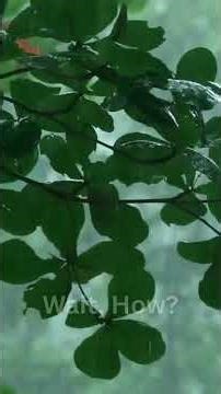 "How Rain Is Formed" #shorts #WaitHow #HowRainIsFormed #RainScience #WeatherFacts