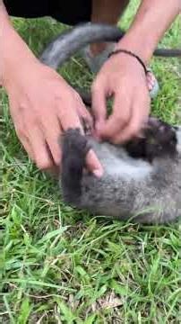 Day and night behavior of civets