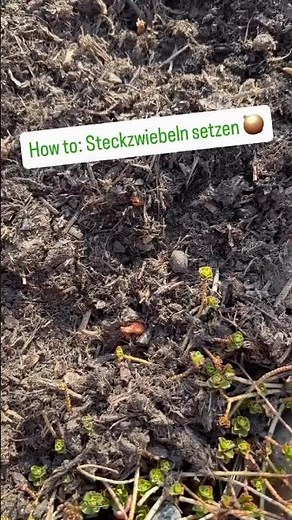 Steckzwiebeln setzen