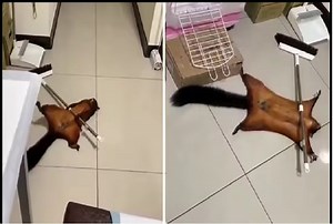 Viral Video: Cute Flying Squirrel Plays Dead, Creates ‘Crime Scene’