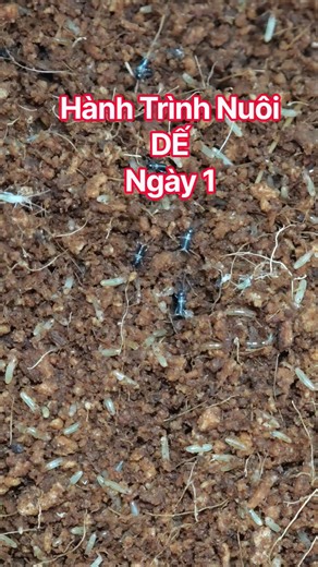 Cricket Farming Journey – Day 1: Baby Crickets Hatching from Eggs 🦗 #CricketFarming #CricketRaising