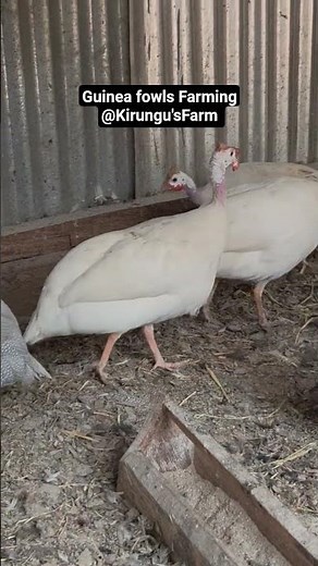 Guinea fowls farming - Raising Guinea fowls #farming #farm #farmer #farmlife #chicken #chicks #egg